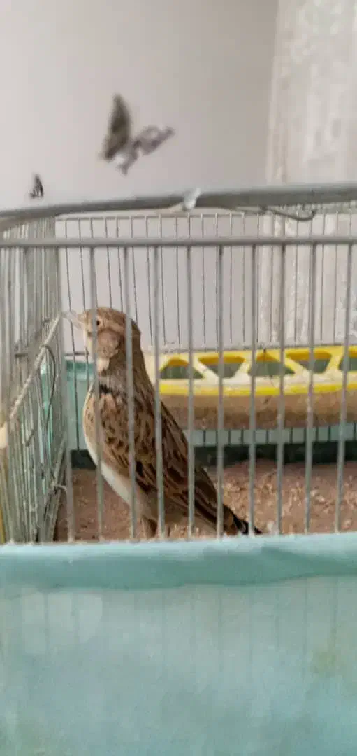 پرند|پرنده|کرج, اصفهانی‌ها|دیوار