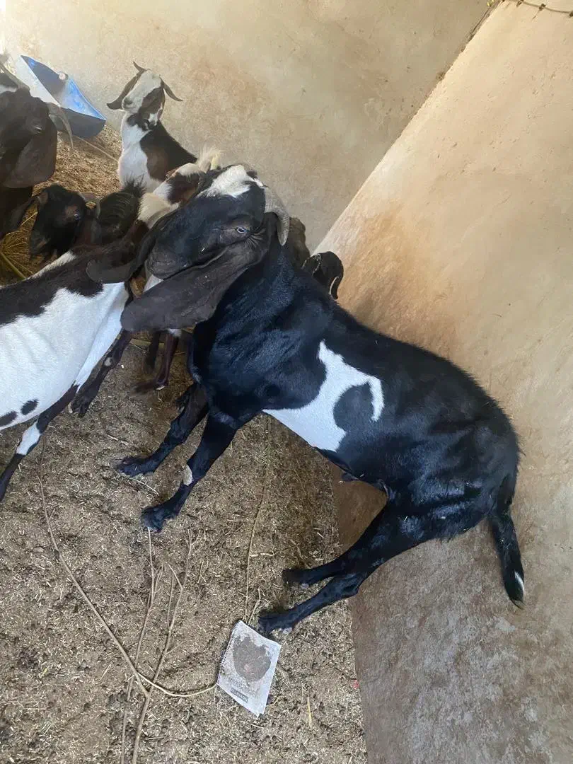 بز پنجاب آبستن|حیوانات مزرعه|سراوان, |دیوار