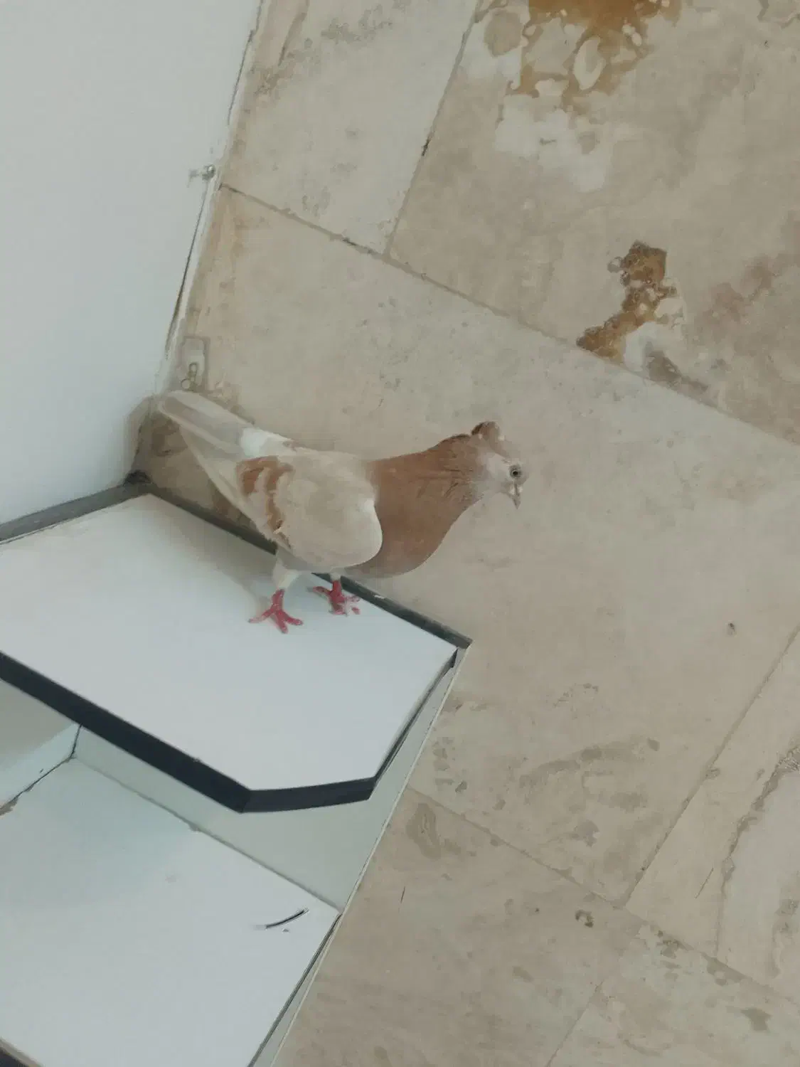 کبوتر زرد|پرنده|محلات, |دیوار