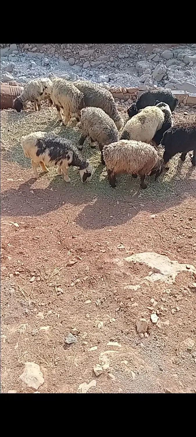 اینا کم شدن هرکسی پیدا کرد زنگ بزنید|حیوانات|شهرکرد, |دیوار