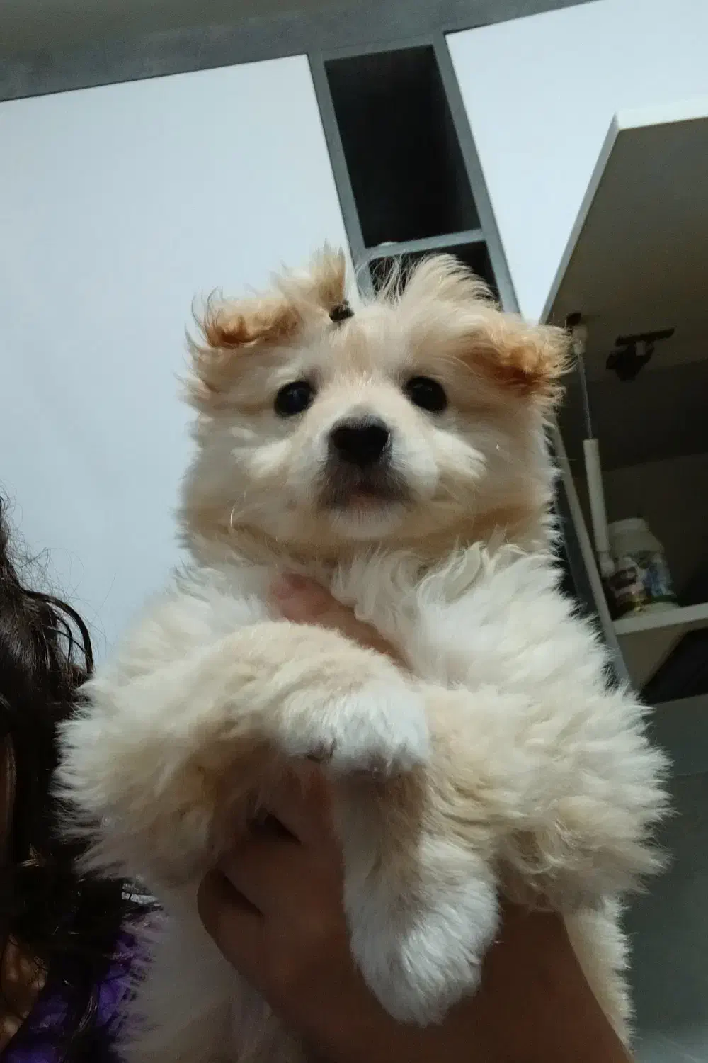 میکس شیتزو و پامر|سگ|بجنورد, |دیوار