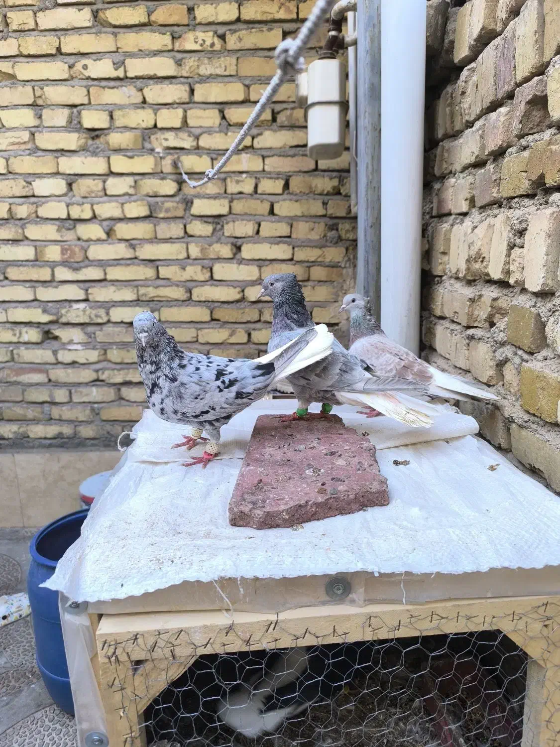 کبوتر|پرنده|تاکستان, |دیوار