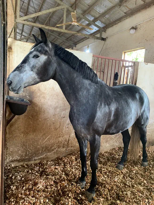 استخدام کارگر باشگاه سوارکاری|استخدام سرایداری و نظافت|رشت, حومه رشت|دیوار