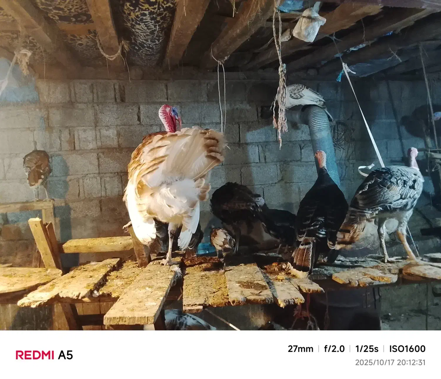 بوقلمون|حیوانات مزرعه|لنگرود, |دیوار