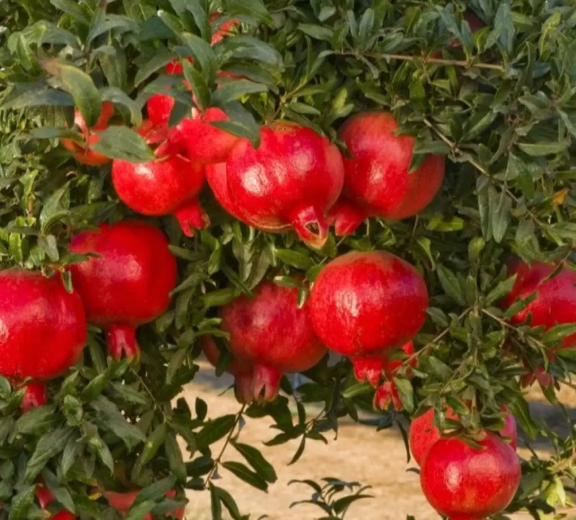 پیش فروش نهال انار خزربردکسن لیبل دار|خدمات باغبانی و درختکاری|باینگان, |دیوار