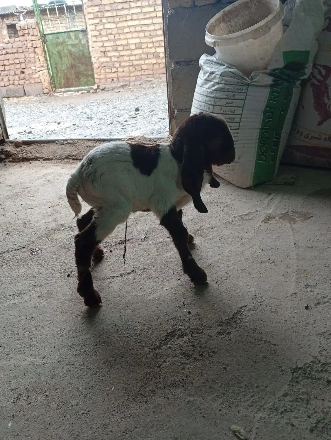 بزغاله 3 روزه|حیوانات مزرعه|تربت‌حیدریه, باغ سلطانی|دیوار