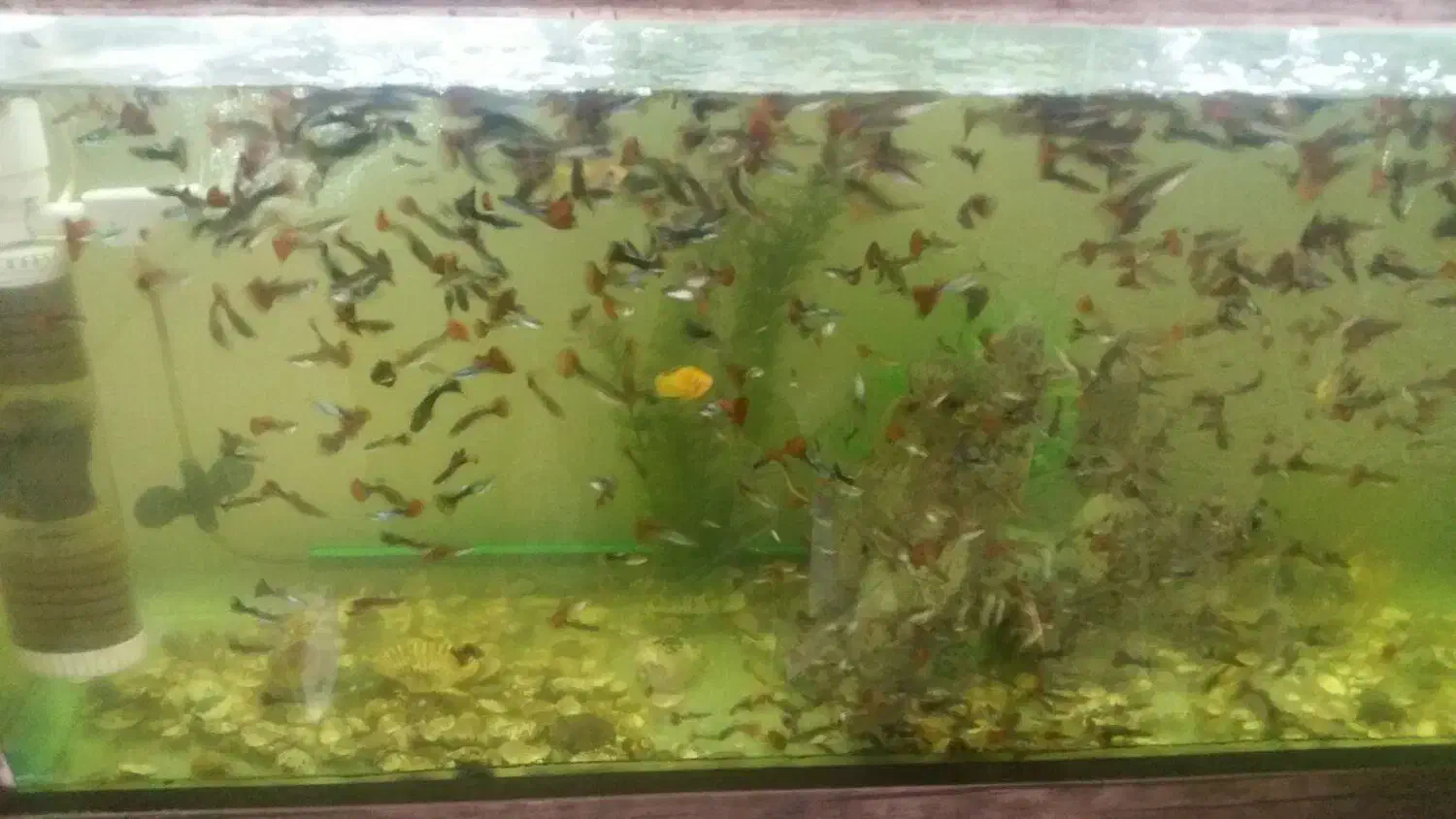 ماهی گوپی نژاددار مولد ممتاز|ماهی|رودهن, |دیوار