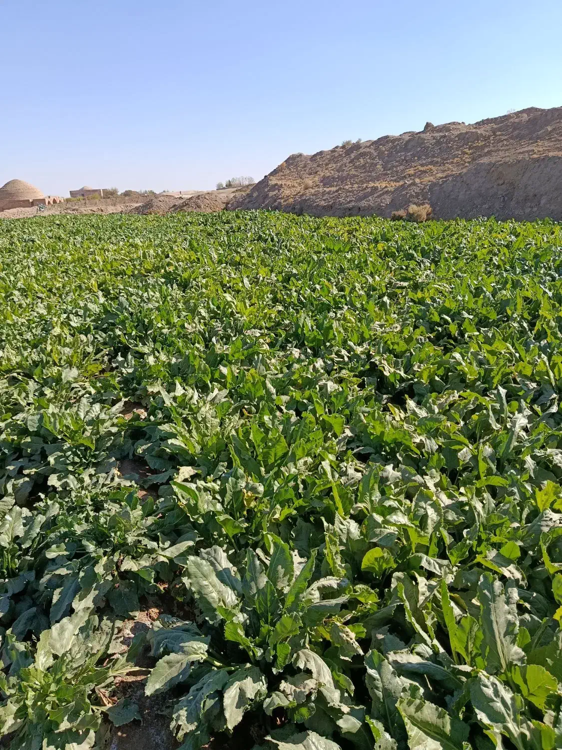 چغندر رسمی فروشی|لوازم جانبی حیوانات|تربت جام, میان جام|دیوار