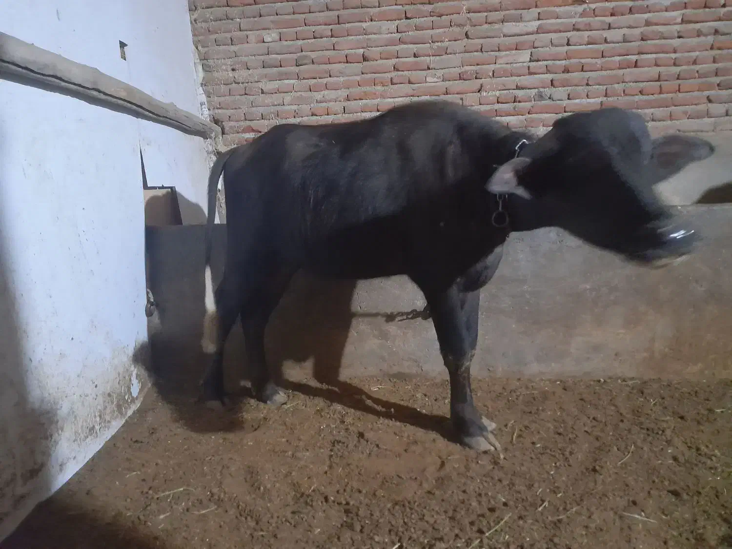 گاومیش ماده اصیل سالم|حیوانات مزرعه|بناب, |دیوار