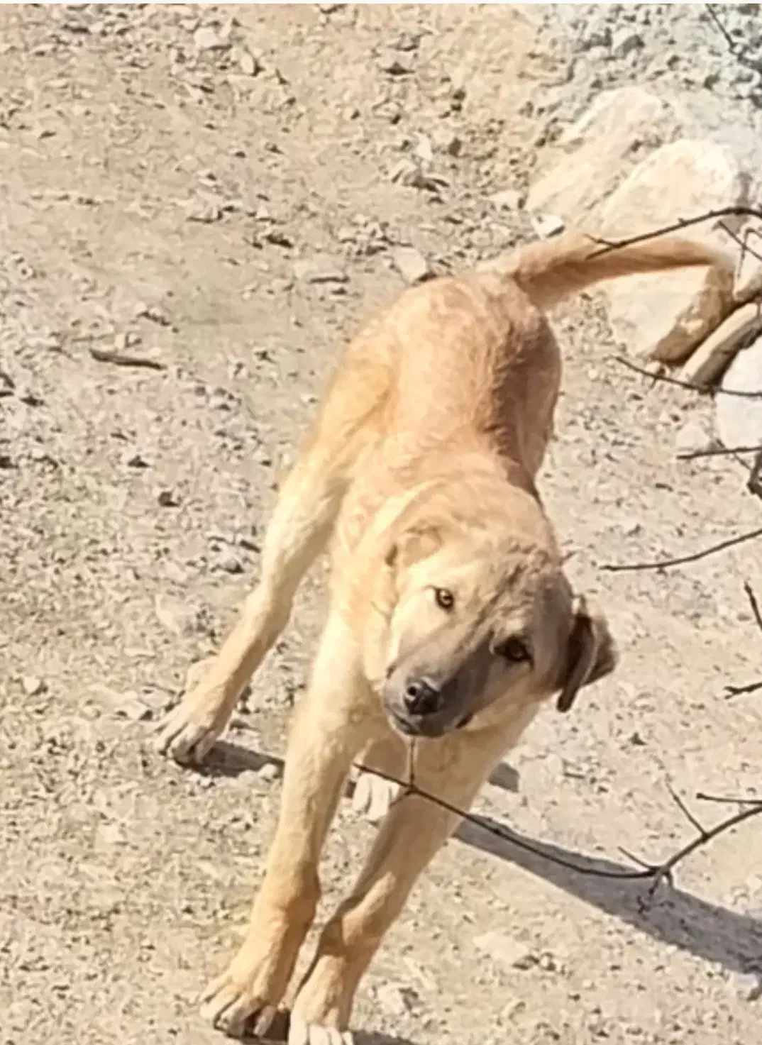 سگ نر|سگ|اسفراین, |دیوار