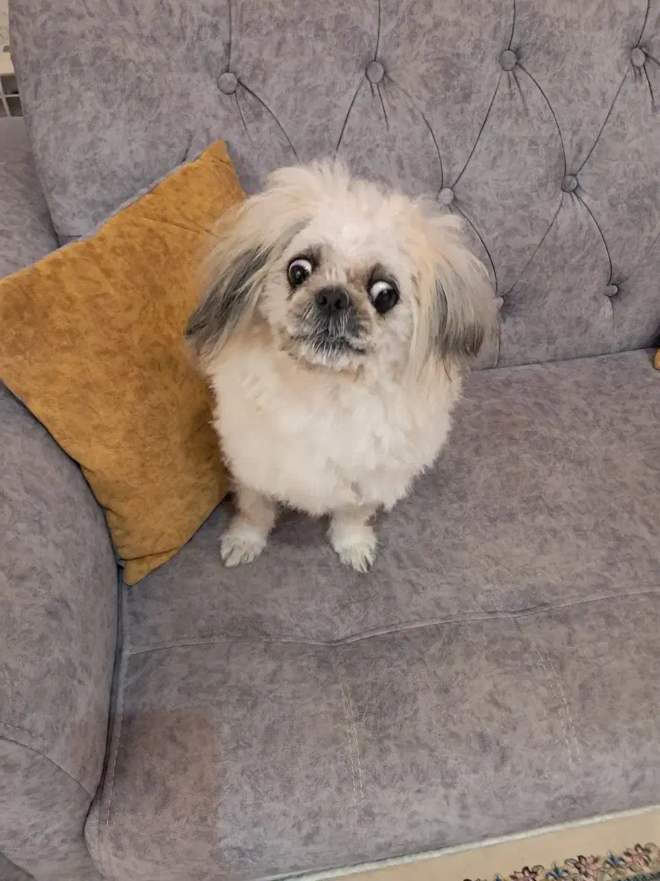 واگذاری سگ|سگ|لولمان, |دیوار