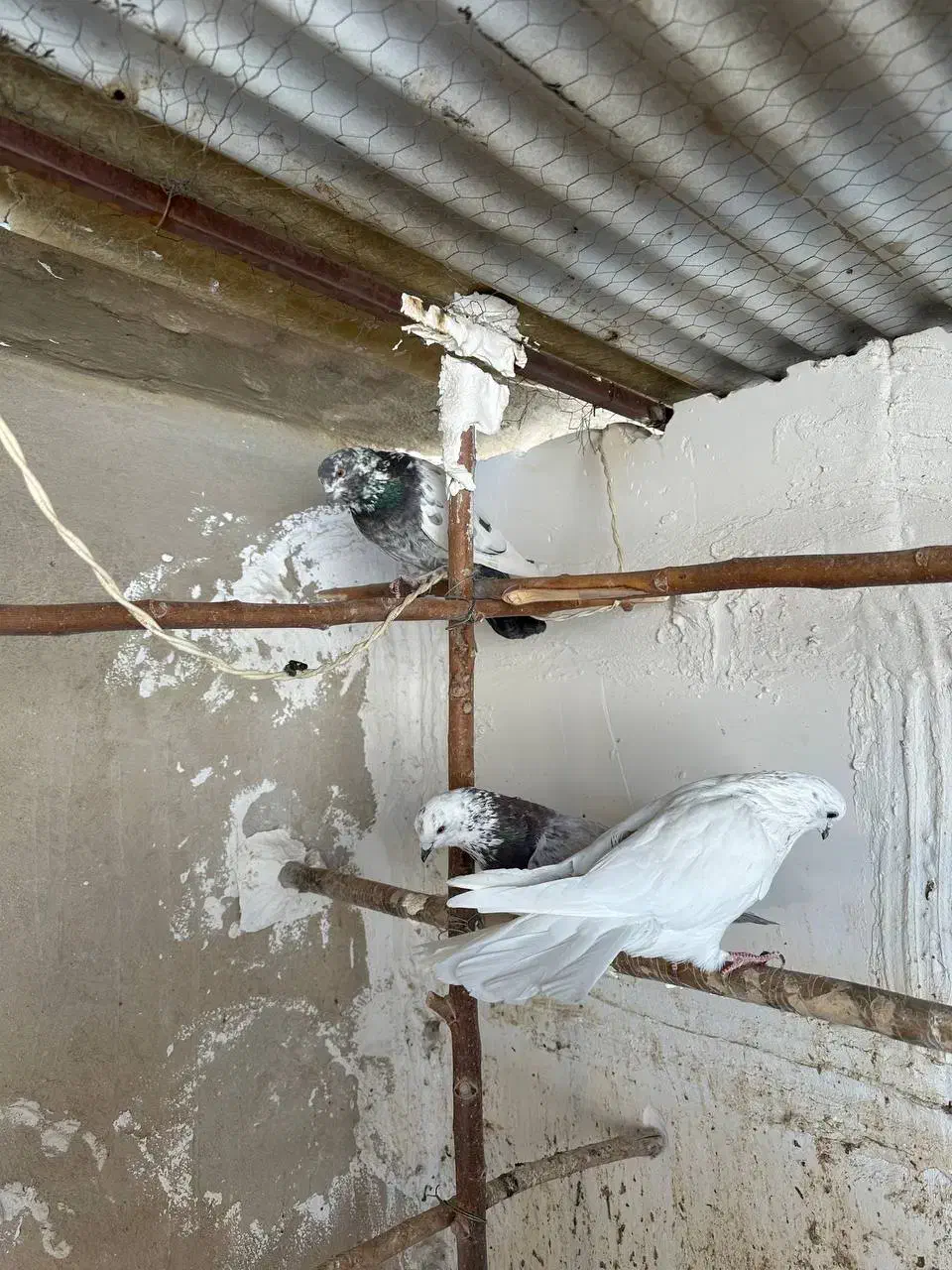 کفتر|پرنده|اندیشه, شهرک مریم|دیوار