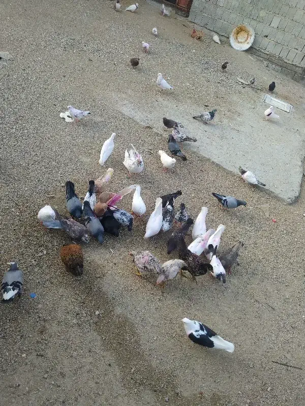 کبوتر رمکان|پرنده|قشم, |دیوار