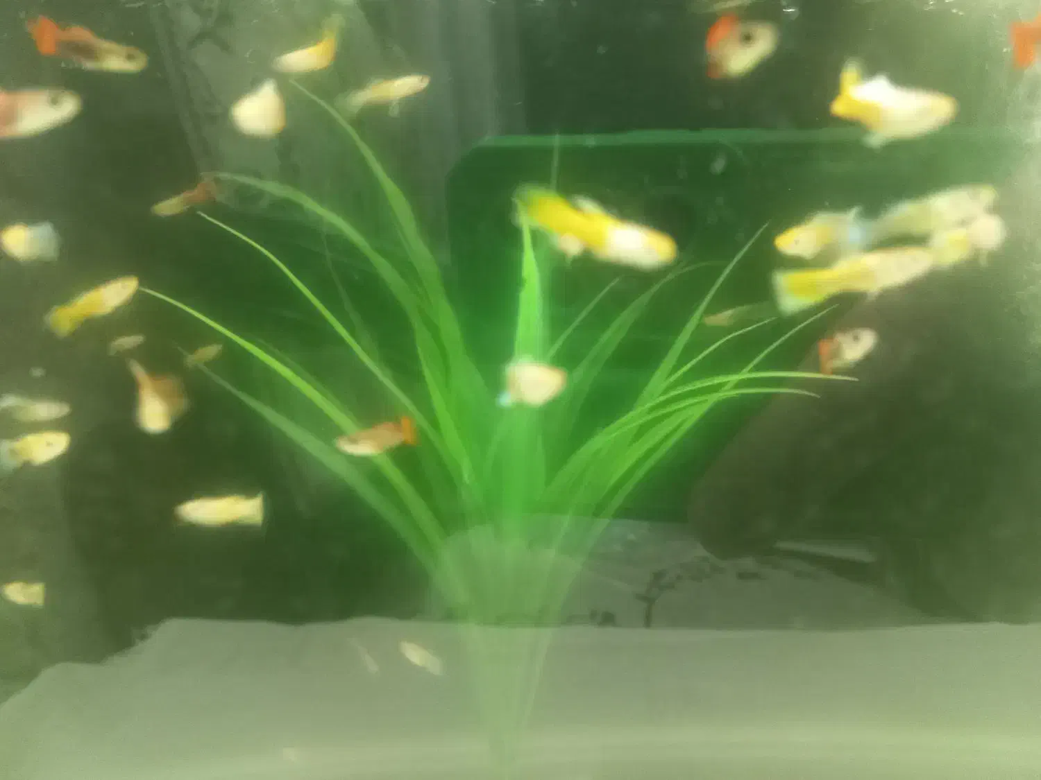 ماهی گوپی گلدن یلو|ماهی|اصفهان, ملکشهر|دیوار