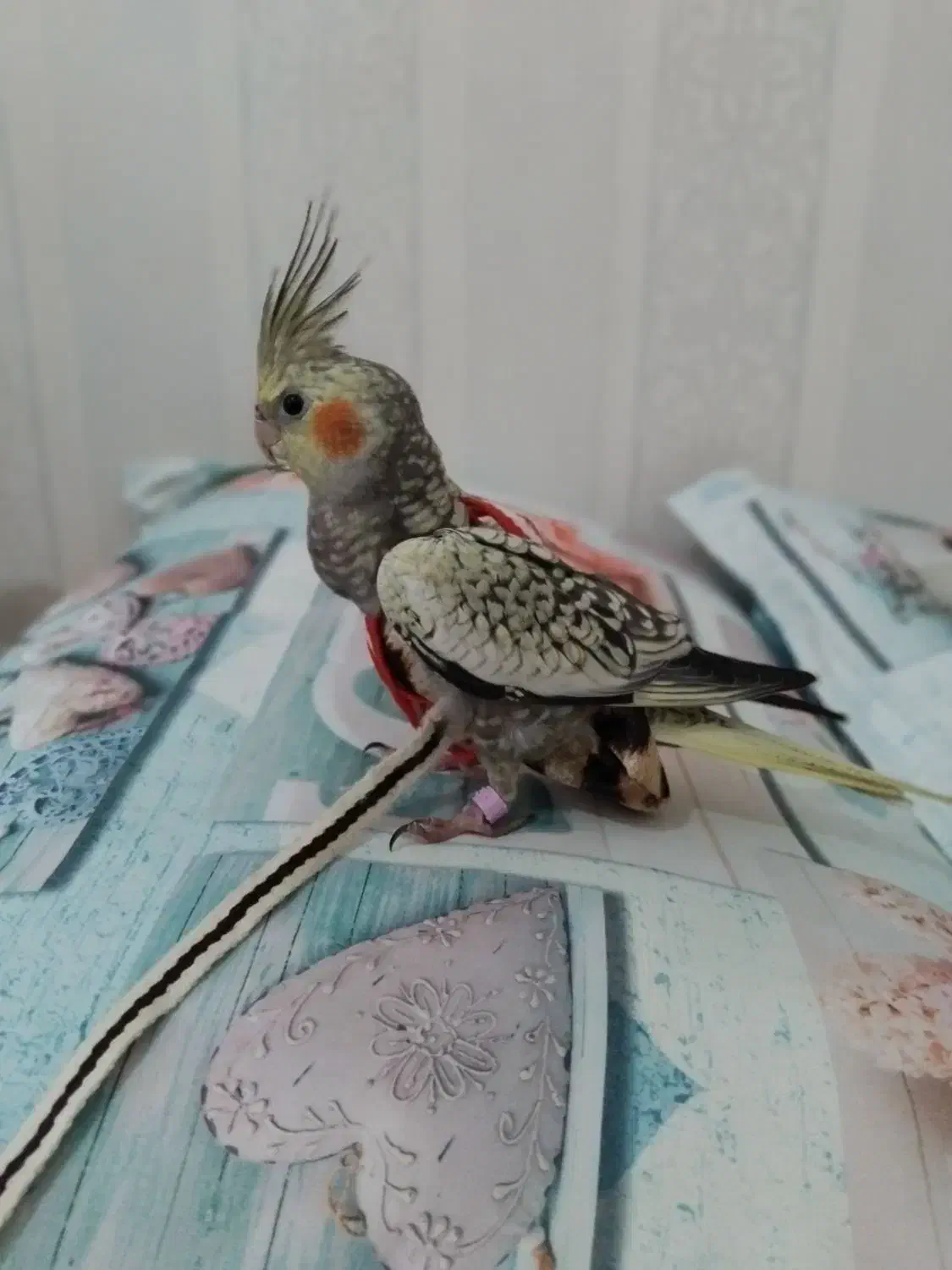 عروس هلندی سخنگو و دستی|پرنده|پارس‌آباد, |دیوار