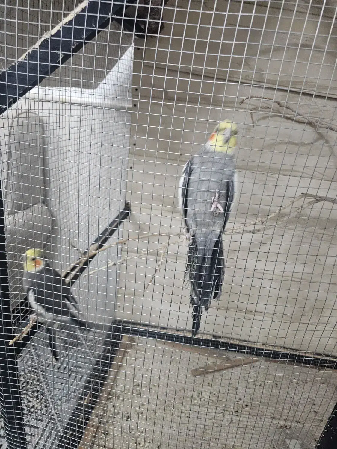 عروس با کلبه|پرنده|اردکان, |دیوار