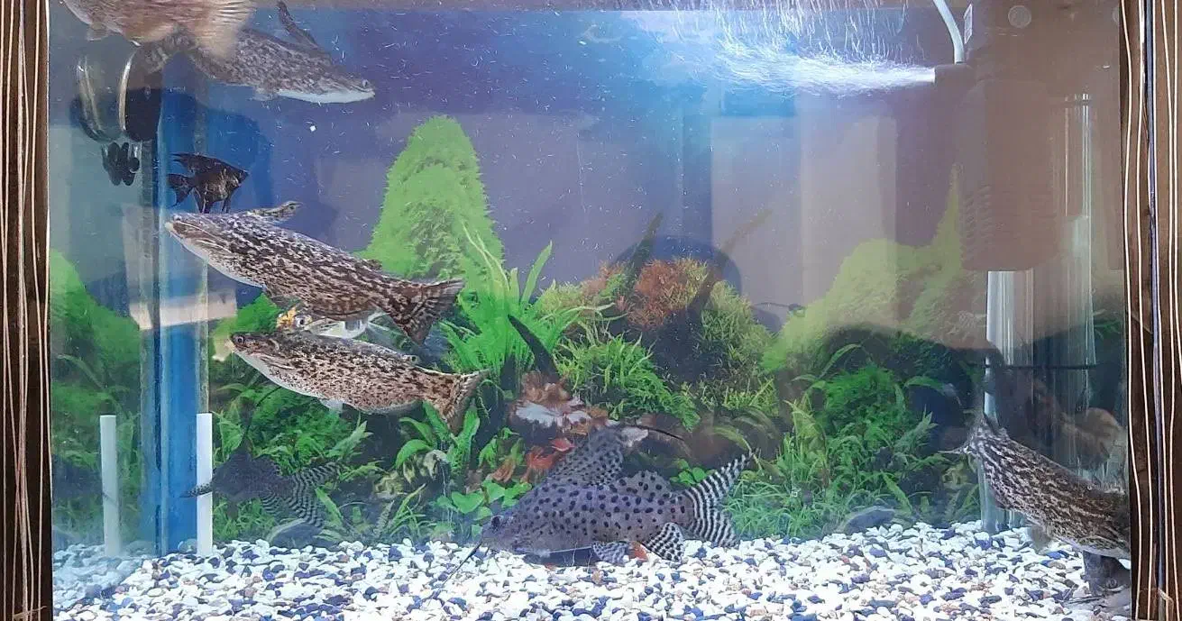 حراج ماهی|ماهی|قیامدشت - خاورشهر, |دیوار