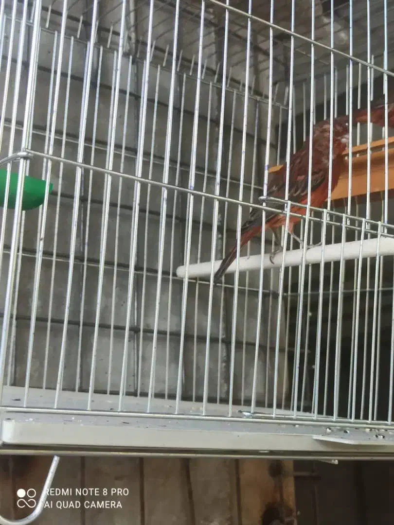 فروش قناری|پرنده|صدرا-فارس, فاز ۱|دیوار