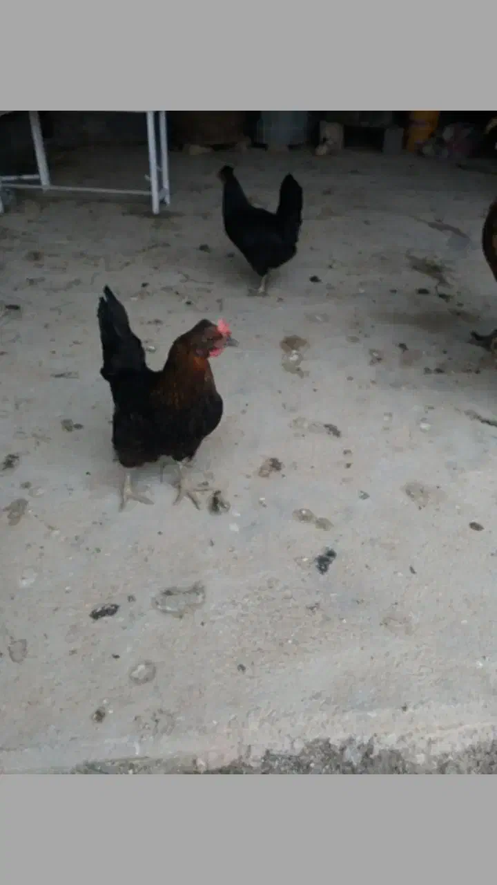 5 عدد مرغ کوردی تخم گذار|حیوانات مزرعه|سرپل ذهاب, |دیوار