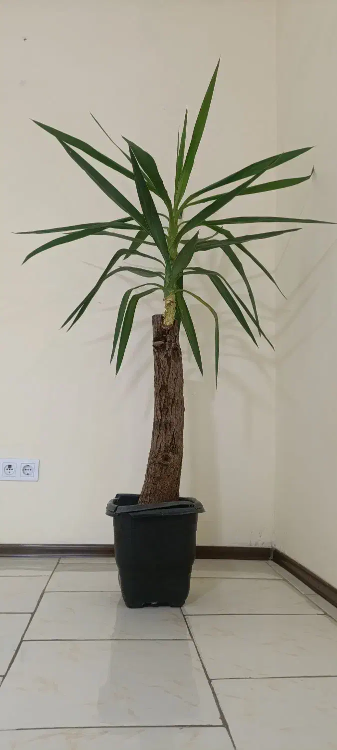 درختچه خارجی|گل و گیاه طبیعی|پردیس, فاز ۱۱|دیوار