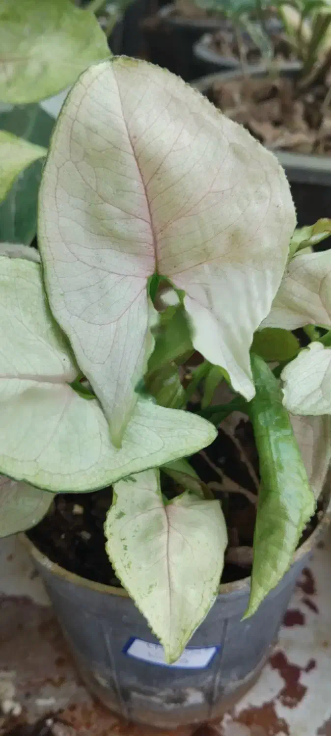 سم و کود برای گل و گیاه و گل و گیا|گل و گیاه طبیعی|آزادشهر, |دیوار