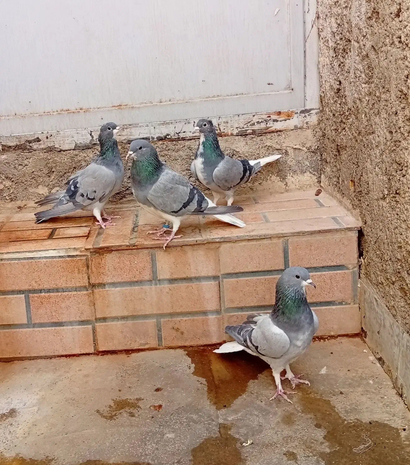 دمگیر .خرقه|پرنده|اصفهان, لاله|دیوار