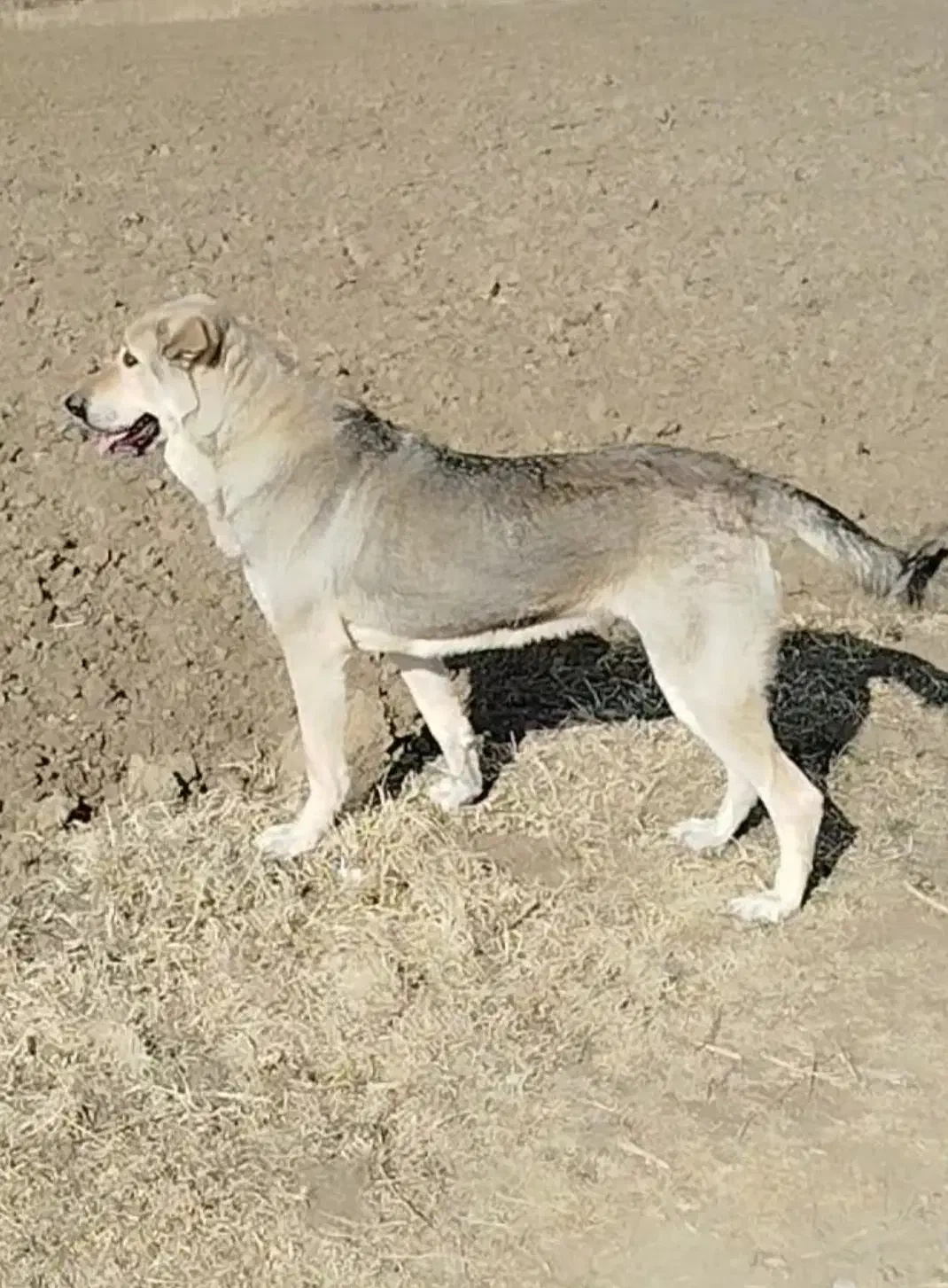 سگ عراقی ماده|سگ|نوشین شهر, |دیوار