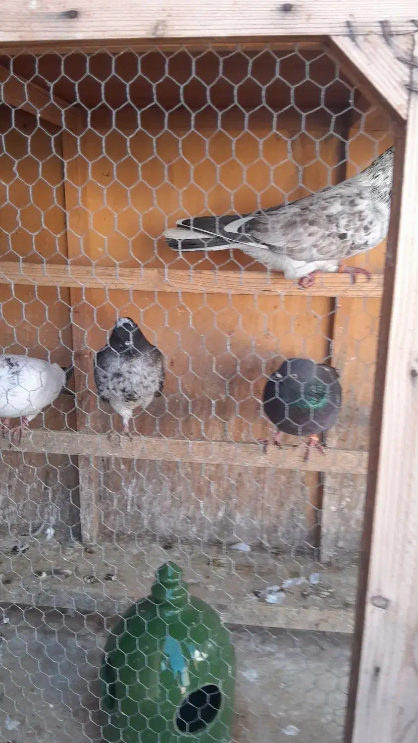 کبوتر|پرنده|بابل, |دیوار