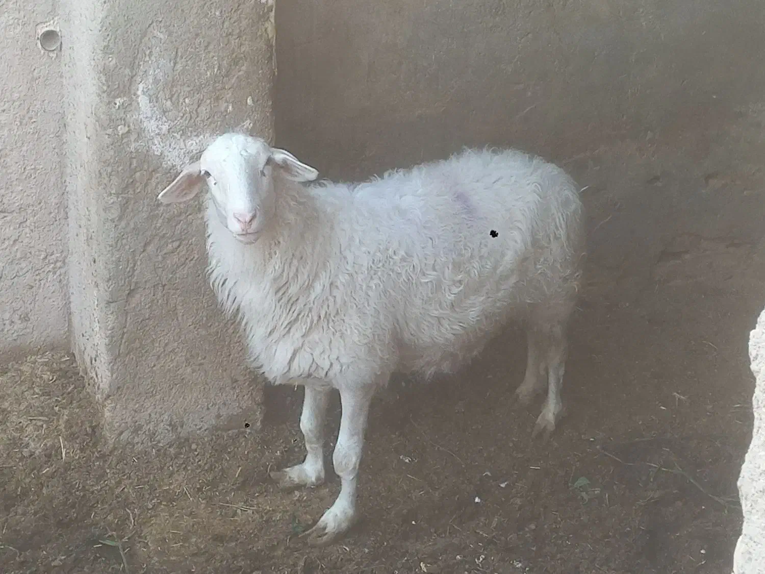 میش دورگ آصف و بره ماده آصف با تخفیف|حیوانات مزرعه|اشکذر, |دیوار