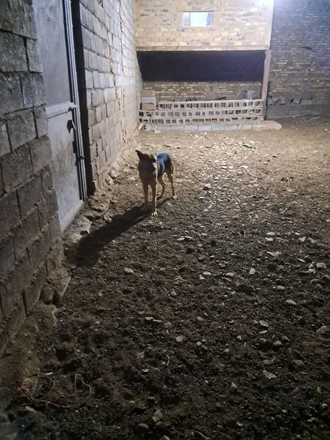 سگ نر|سگ|زالیان, |دیوار