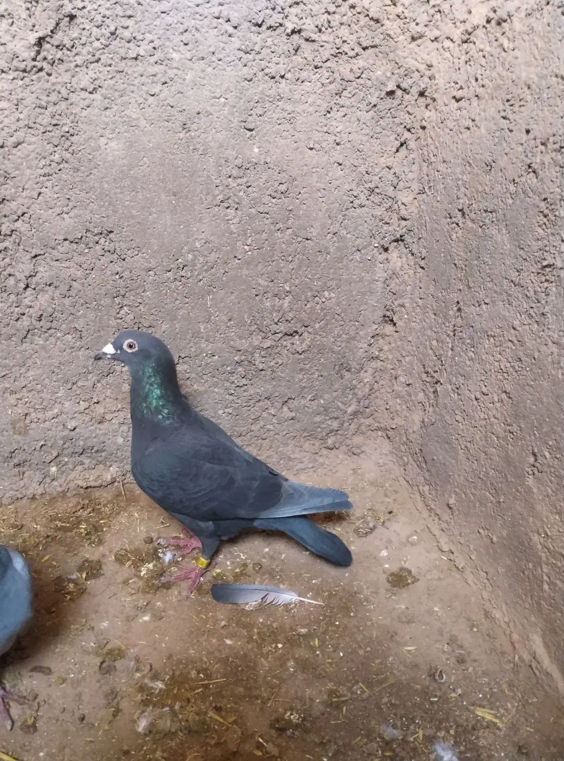 زاغ ماده 500|پرنده|زیرکوه, |دیوار