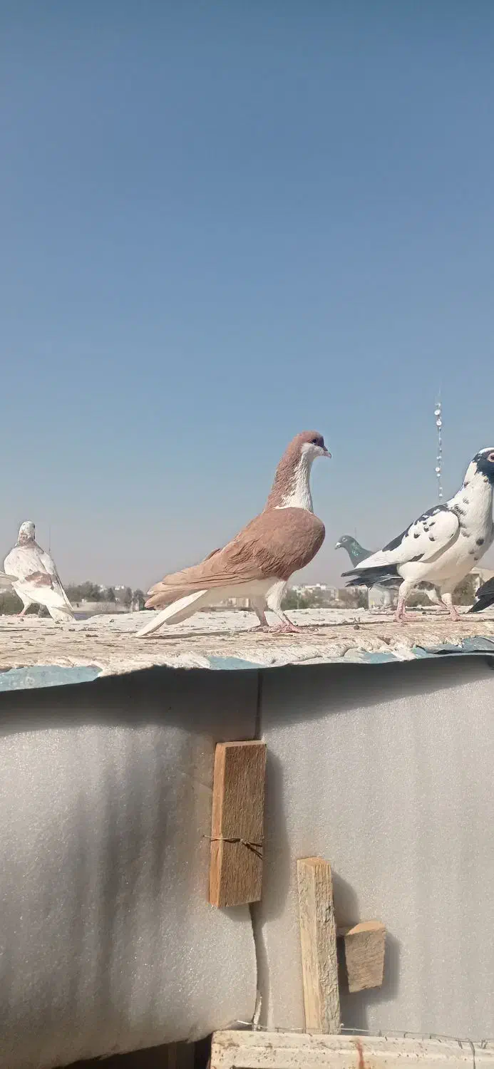 کبوتر پرنده|پرنده|قزوین, |دیوار