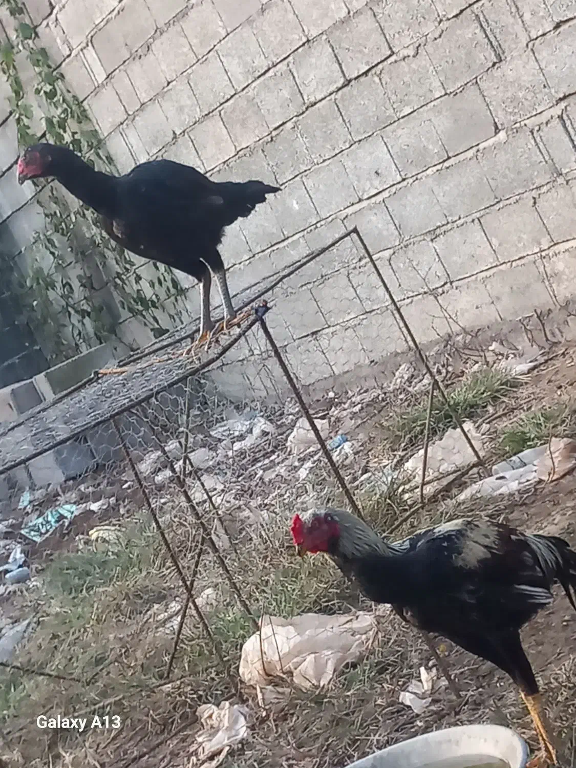 لاری|حیوانات مزرعه|لشت نشا, |دیوار