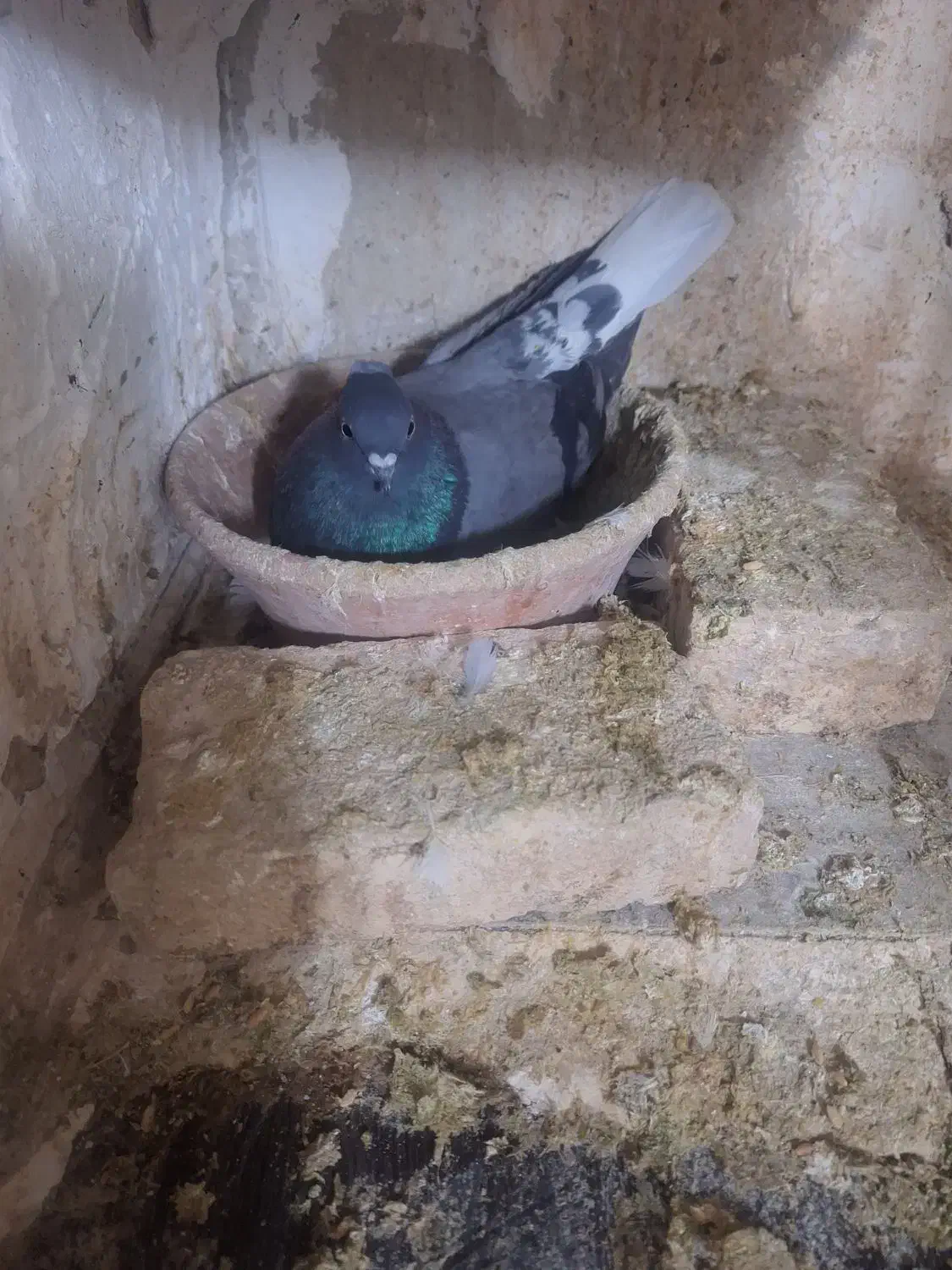 کبوتر|پرنده|قم, هنرستان|دیوار