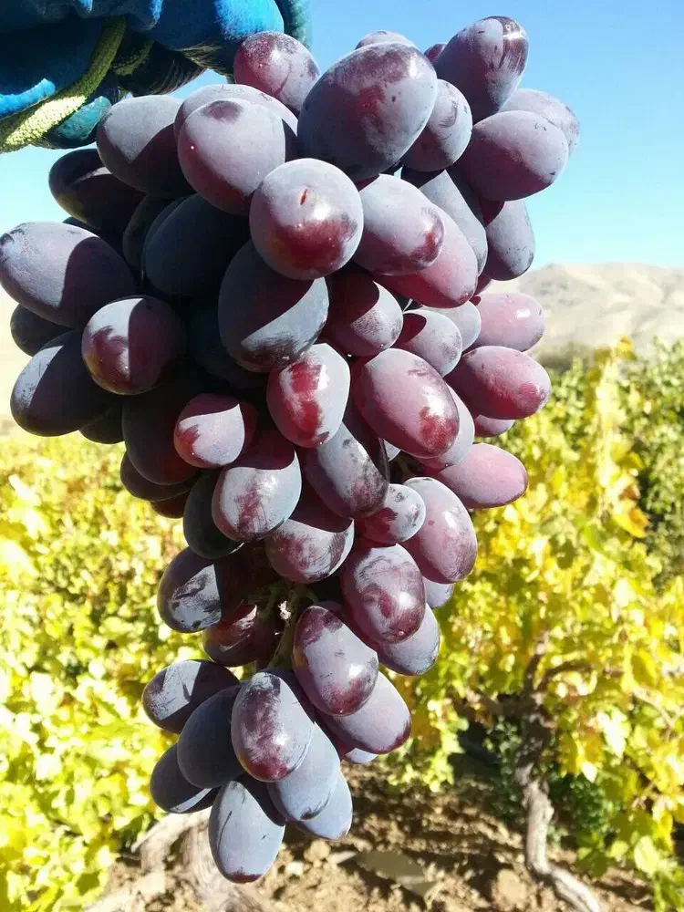 نهالستان بزرگ ترین تولید کننده شمال غرب کشور|حراج|گنبد کاووس, |دیوار