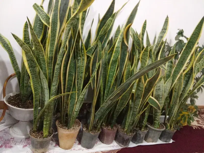 گل سانسوریا لب طلایی|گل و گیاه طبیعی|گلپایگان, |دیوار