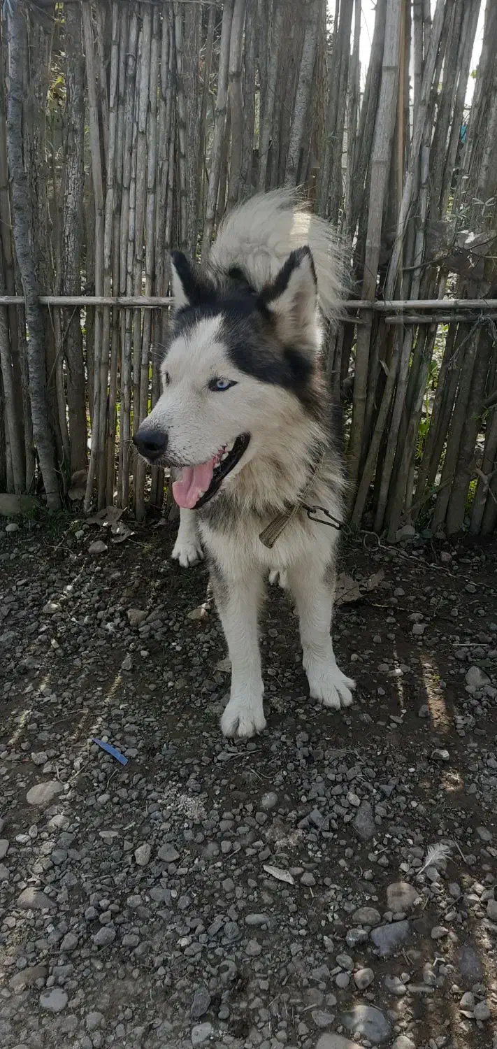 سگ هاسکی نر فقط ۱میلیون و پانصد|سگ|آستانه اشرفیه, |دیوار