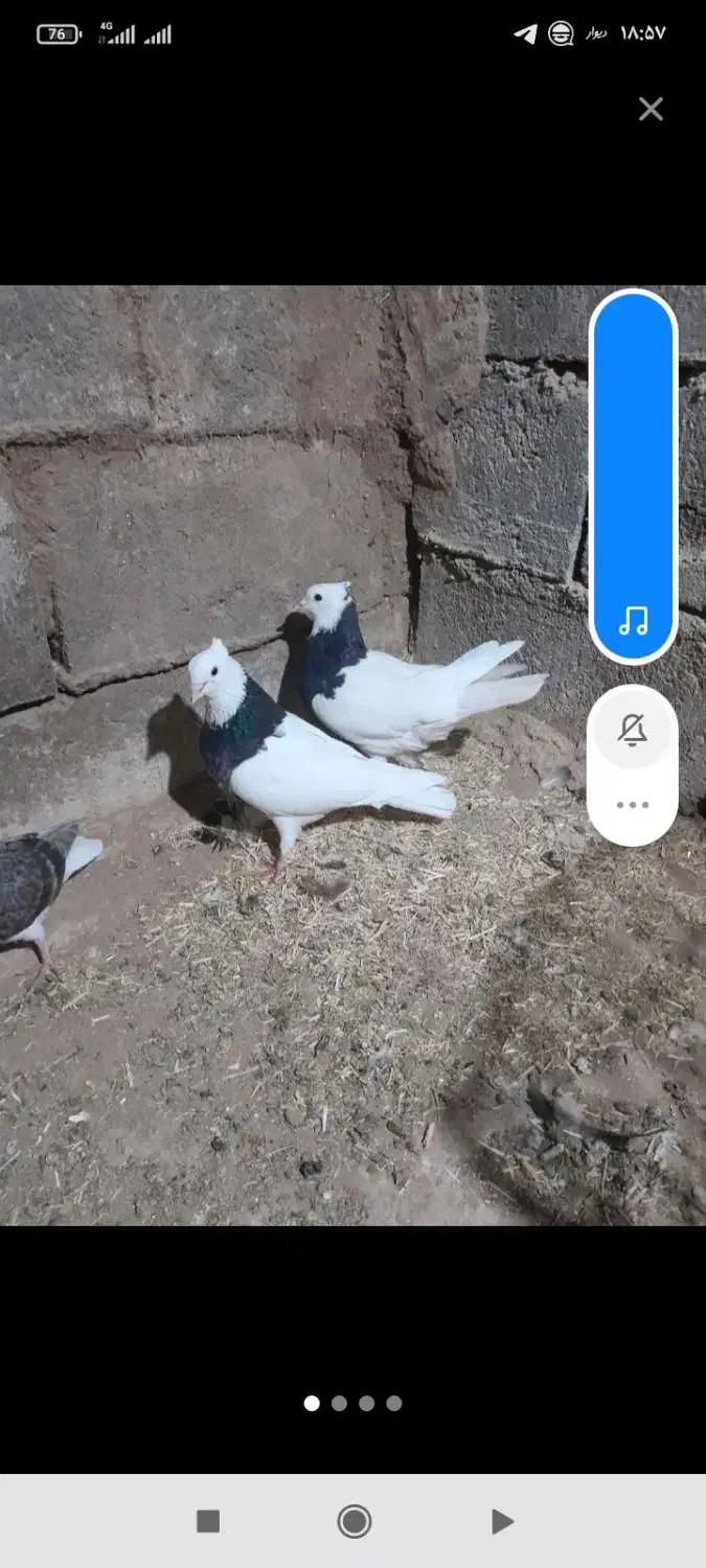 کود کبوتر وگوسفند|لوازم جانبی حیوانات|سبزوار, توحیدشهر|دیوار