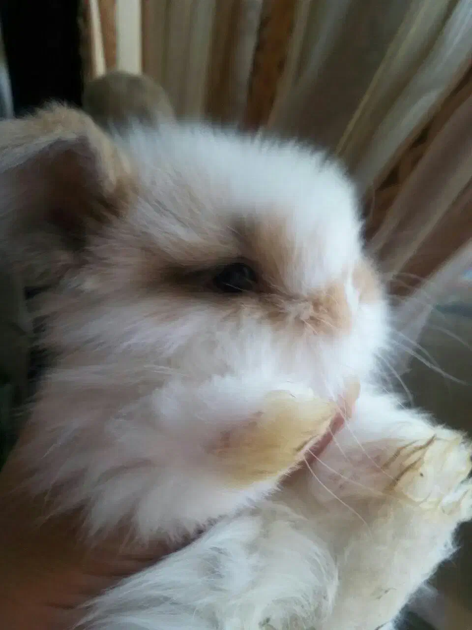 خرگوش کوچولو|موش و خرگوش|شهریار, بکه|دیوار