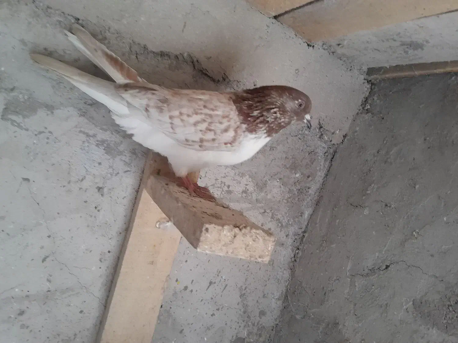 کبوتر پرشی|پرنده|صومعهسرا, |دیوار