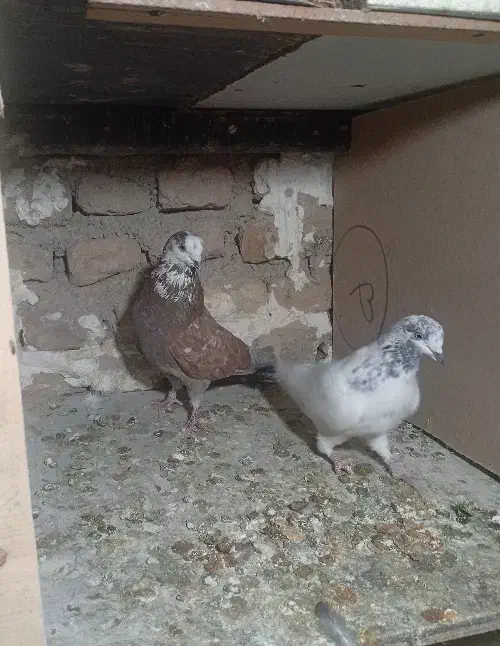 کبوتر پرشی|پرنده|کرج, اسلام‌آباد|دیوار