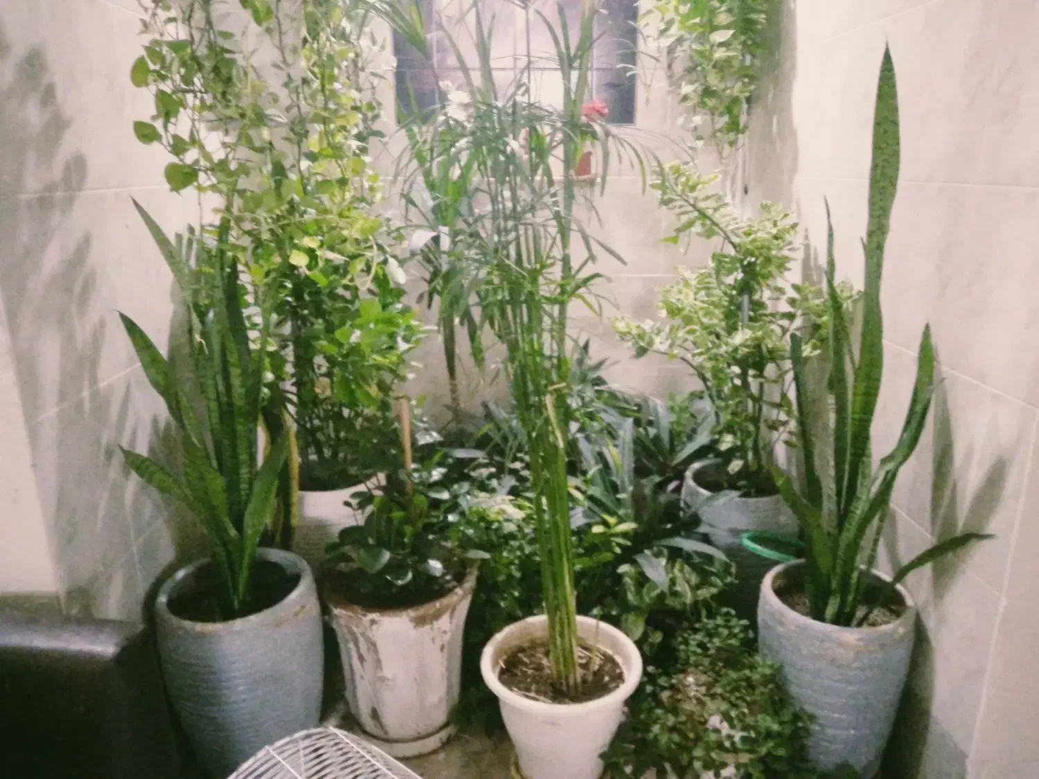 گل پاسیون|گل و گیاه طبیعی|شیراز, شهرک پردیس|دیوار