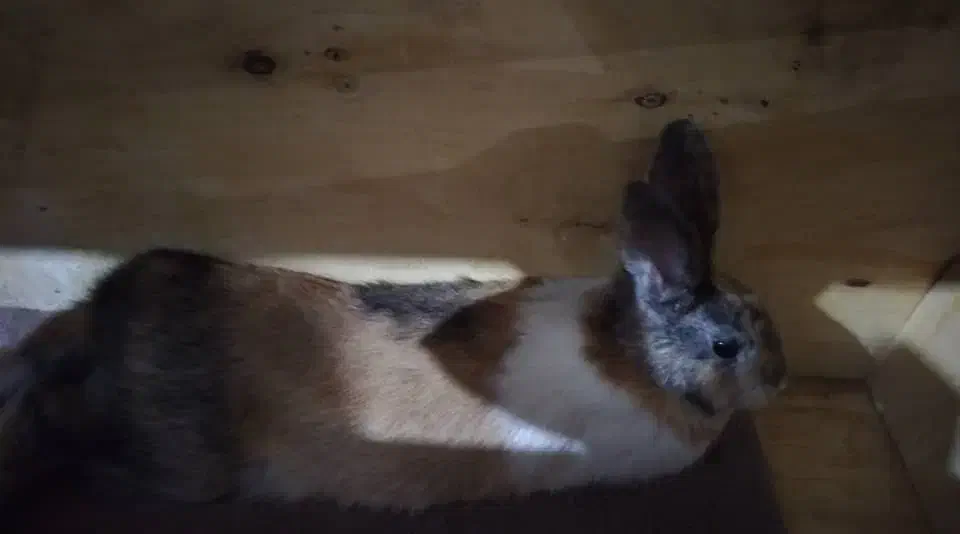 خرگوش|موش و خرگوش|جونقان, |دیوار