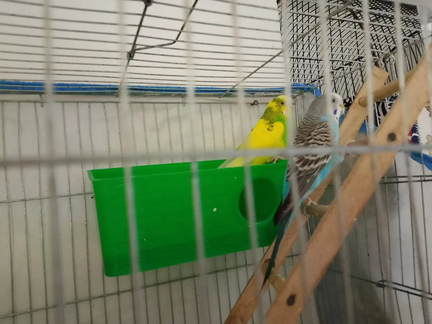 مرغ عشق|پرنده|ملارد, |دیوار