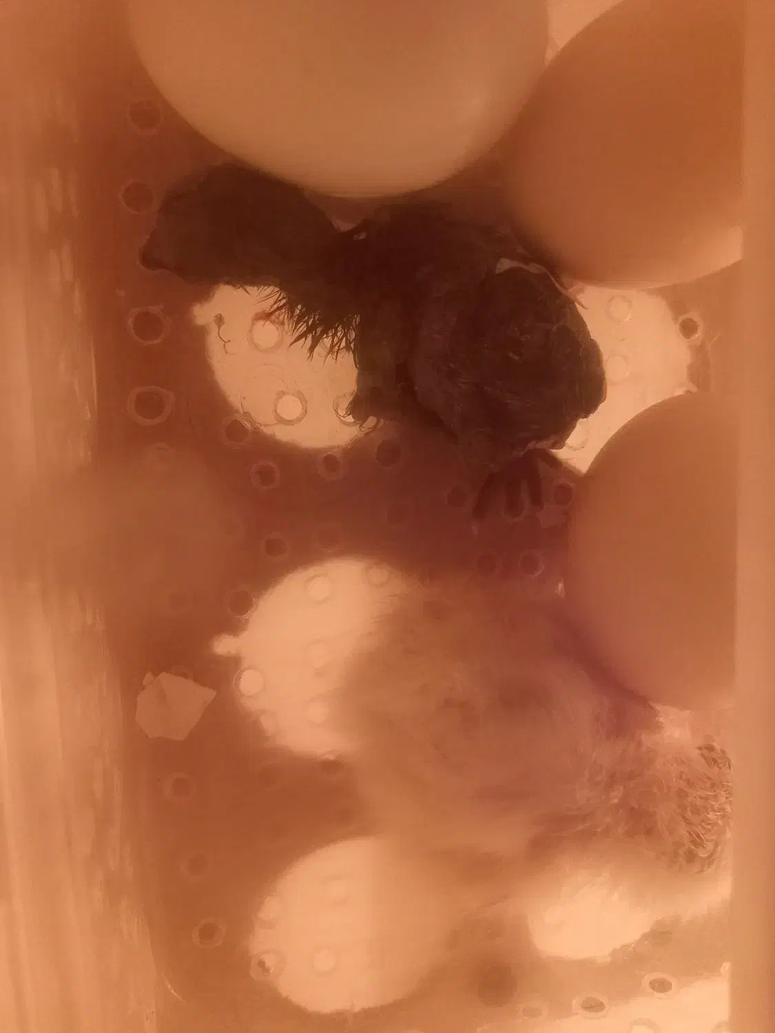 جوجه مرغ|حیوانات مزرعه|کهریزک, |دیوار