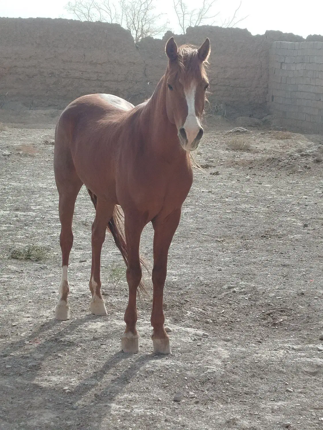 نریون یورقه|اسب و تجهیزات اسب‌سواری|زبرخان, |دیوار