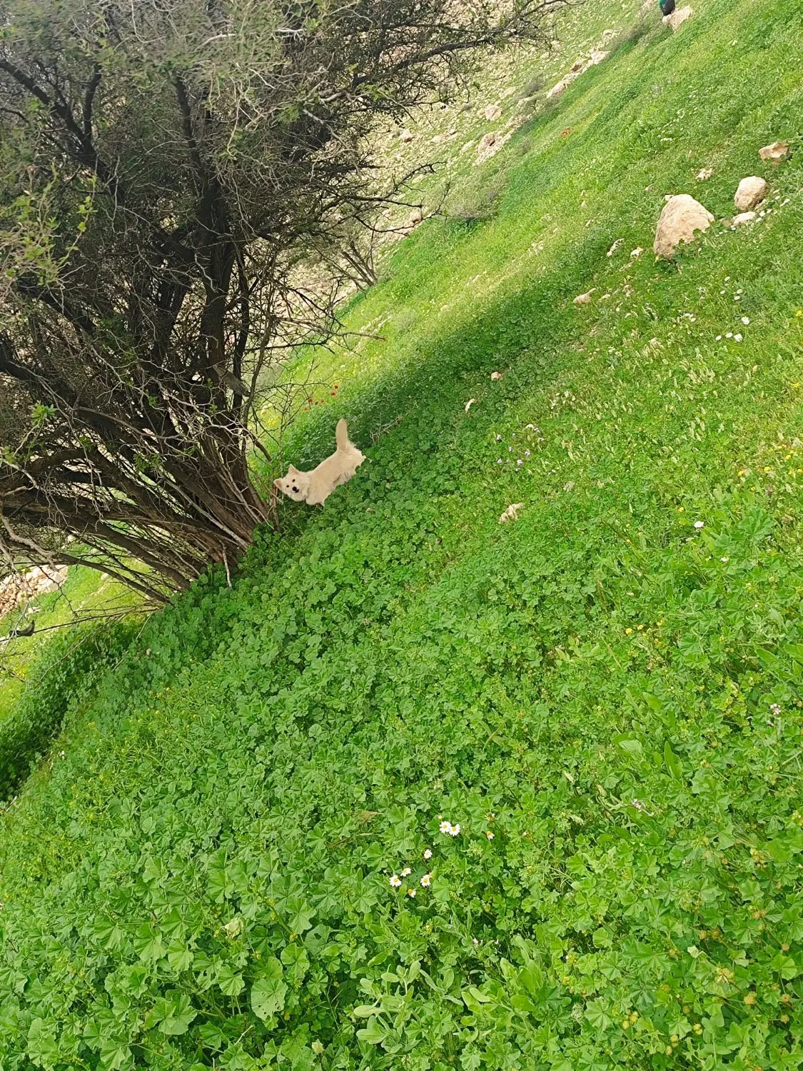 سگ خارجی|سگ|مرودشت, دولت آباد|دیوار