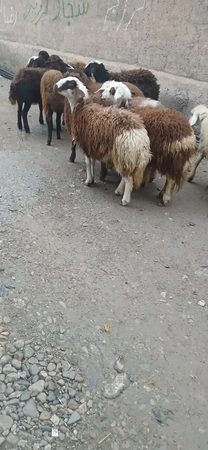 بره ماده شیشک افشار|حیوانات مزرعه|بروجرد, |دیوار