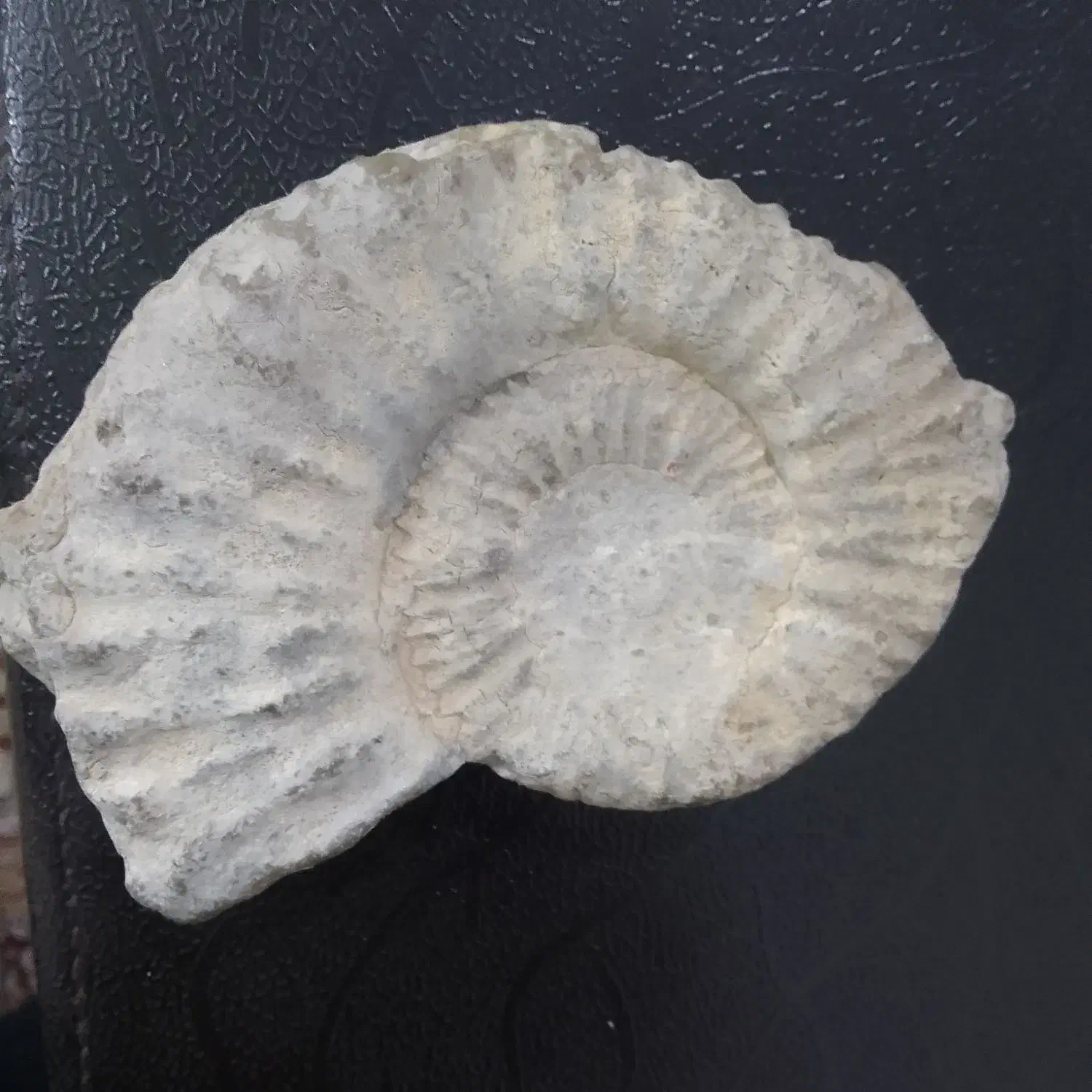 فسیل|کلکسیون و سرگرمی|سمنان, |دیوار