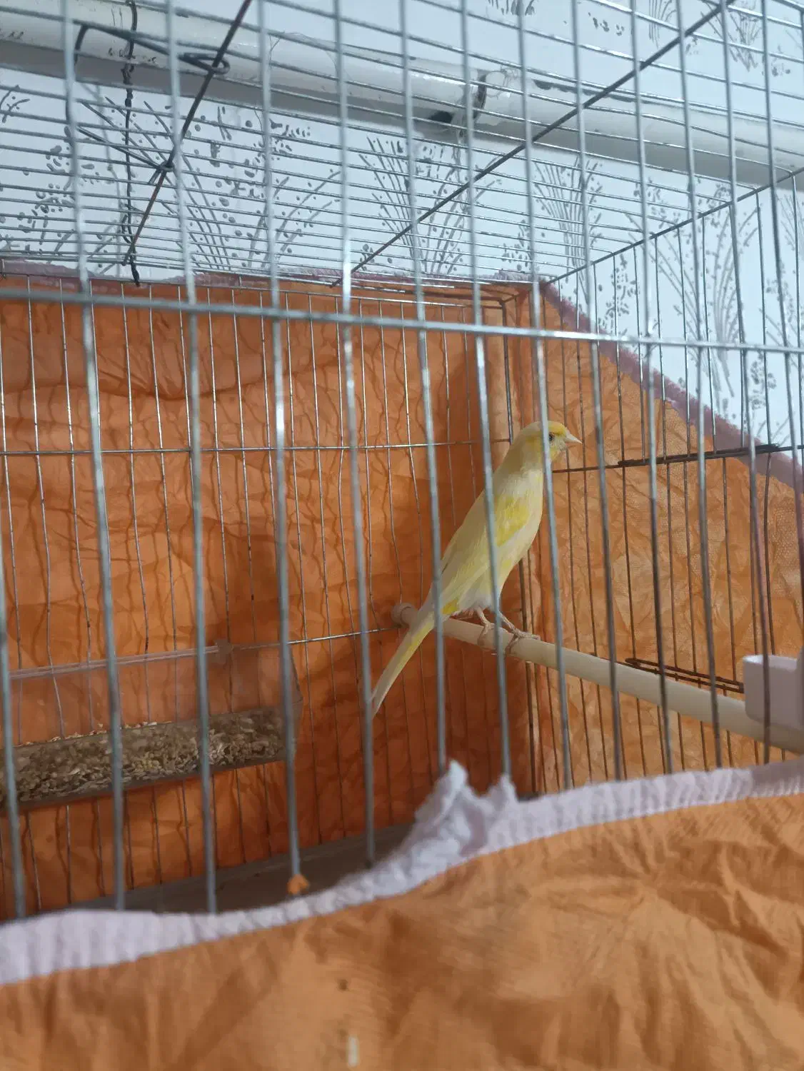 قناری نر جوان|پرنده|مسجد سلیمان, |دیوار